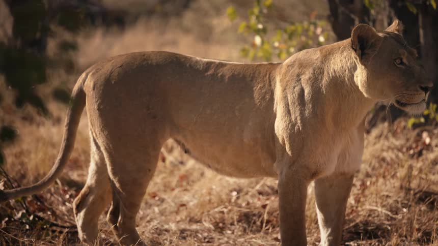 Lioness in the jungle screeching