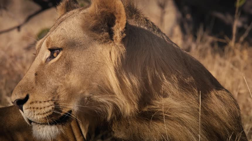 Face of a lion with a look of attention lying down in the jungle