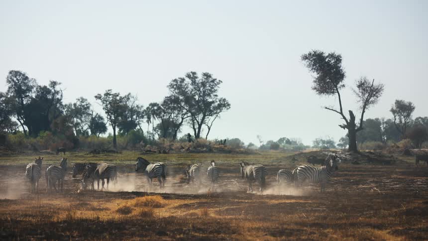 A herd of zebra leave dust clouds behind them as they walk