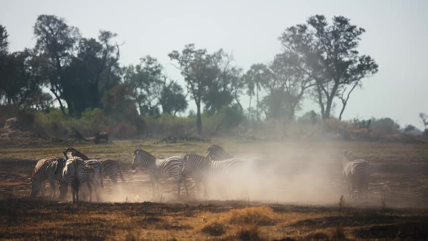 Group of zebras in the jungle