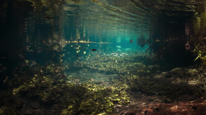 Small fish swim underwater