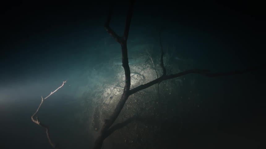 Some dry branches of a tree under the water illuminated by the light of a flashlight