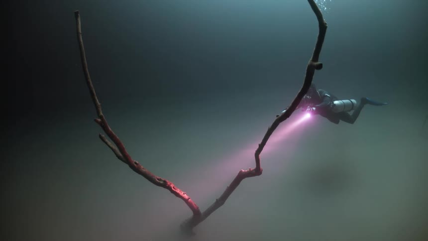 Diver shining a flashlight on submerged tree branches in murky water