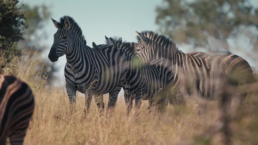 Zebras together in the jungle