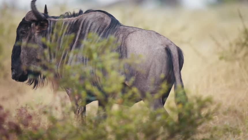 Buffalo walks alone through the jungle