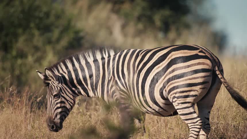 A zebra turns around on the field