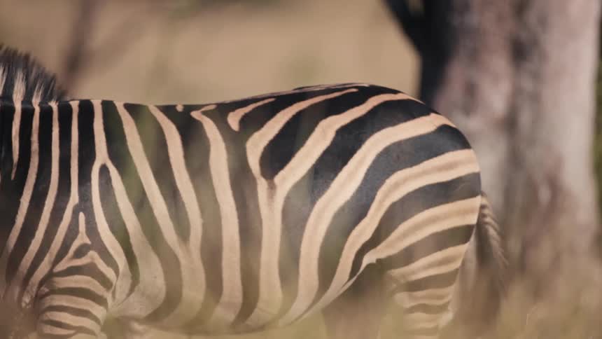 Sunlight shines upon zebras as they walk in a field