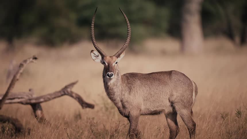 The sun shines upon a gazelle standing in a field of dry grass