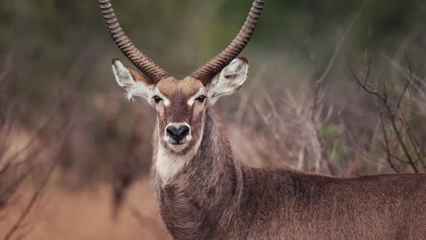 The antelope has long horns