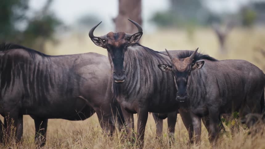 A group of wildebeests standing together in a grassy field