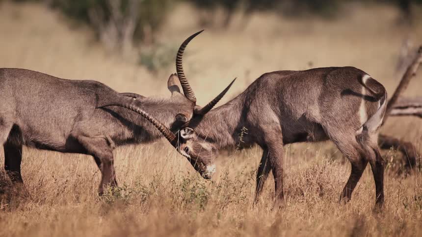 Animals butt heads on the field