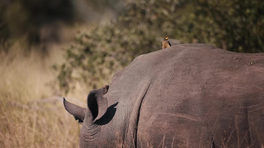 Two small birds perch on a rhino standing in a field
