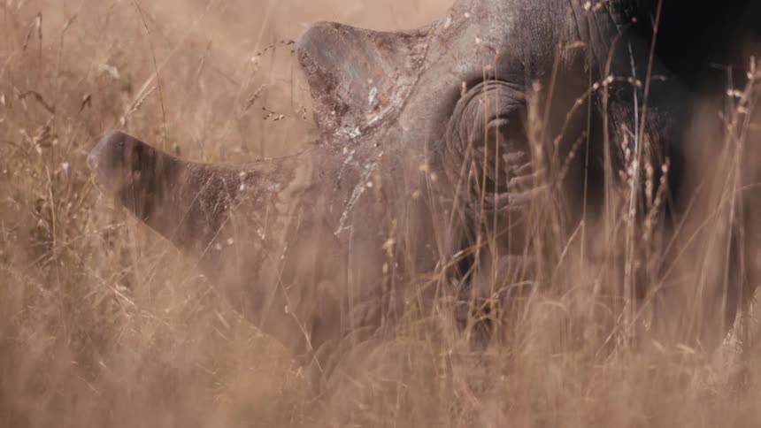 The face of a rhinoceros next to the beige vegetation on the ground