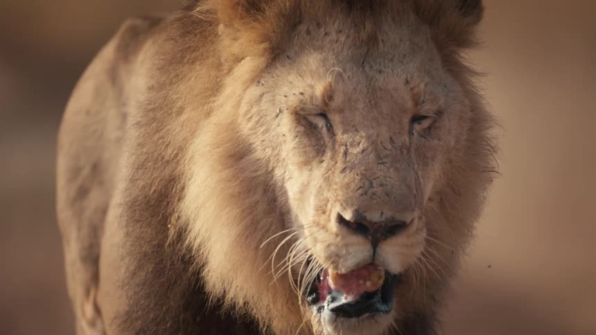 A tired lion walks outside while drooling