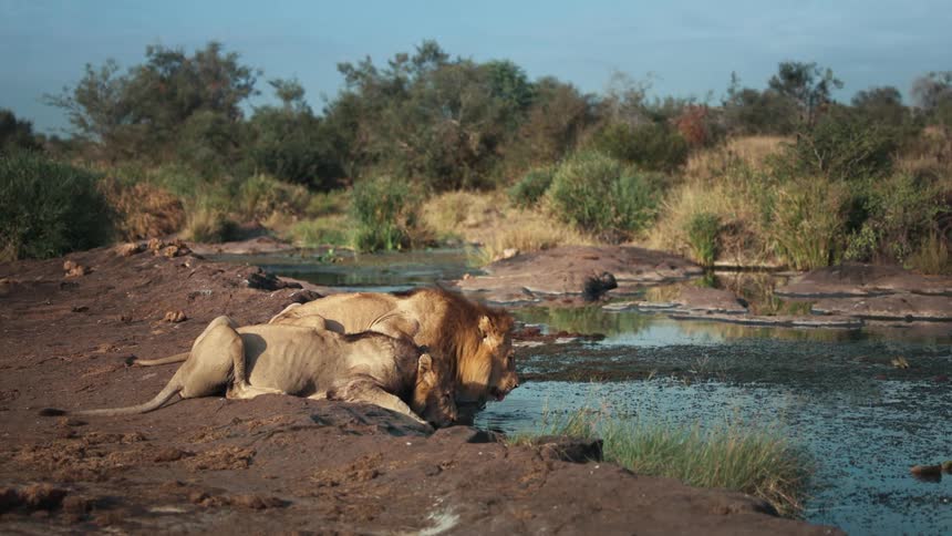 Lions relaxing along the coast drinking water