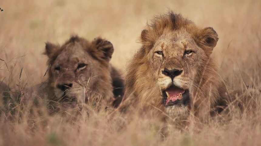 Lions rest in the grass