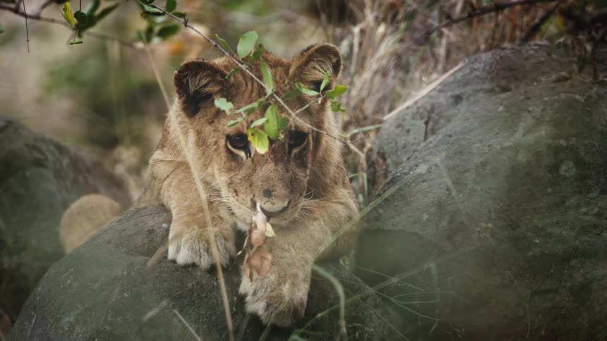 Lioness lying on a rock in the jungle