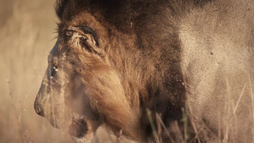 Male lion walks through the tall grasses on the savanna