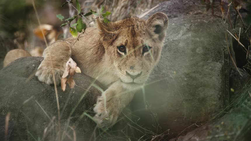 Small lion lying on rocks in the jungle