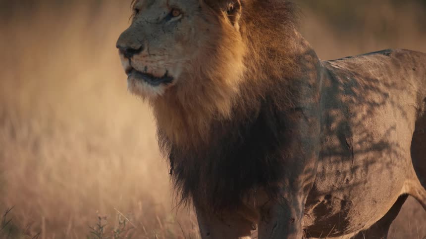 A lion stands and looks out attentively across the grasslands