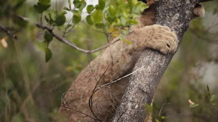 A lion attempts to climb a tree in a forest