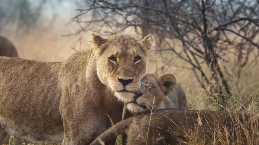 Two older cubs rub against an adult lioness before she limps through the savanna grass