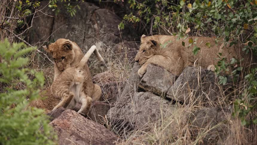 Lion cubs walk around a resting adult lion