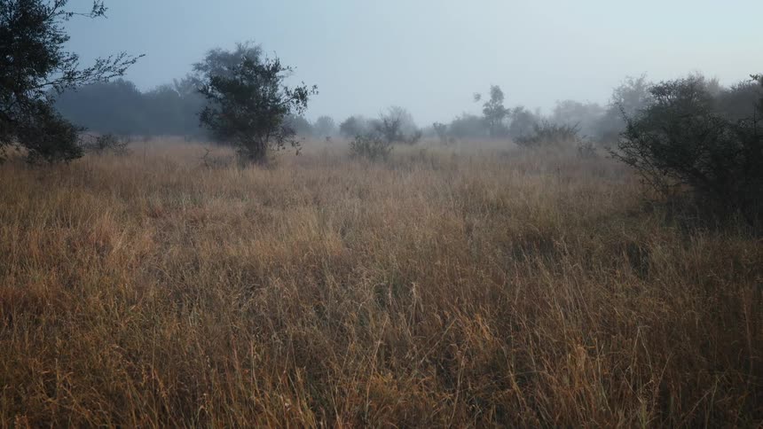 Light fog covers a field dotted with groves and lone trees