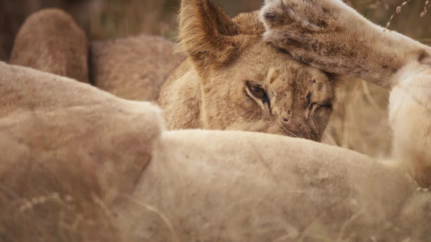 Lion suckling from mother
