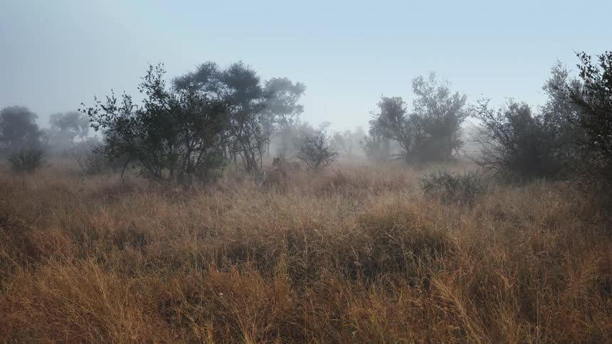 Landscape of a jungle on a foggy morning