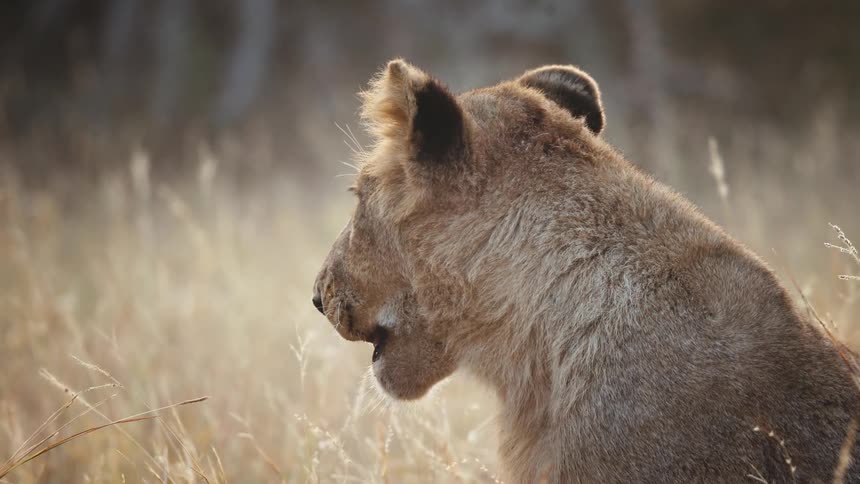The face of a little lion that is yawning
