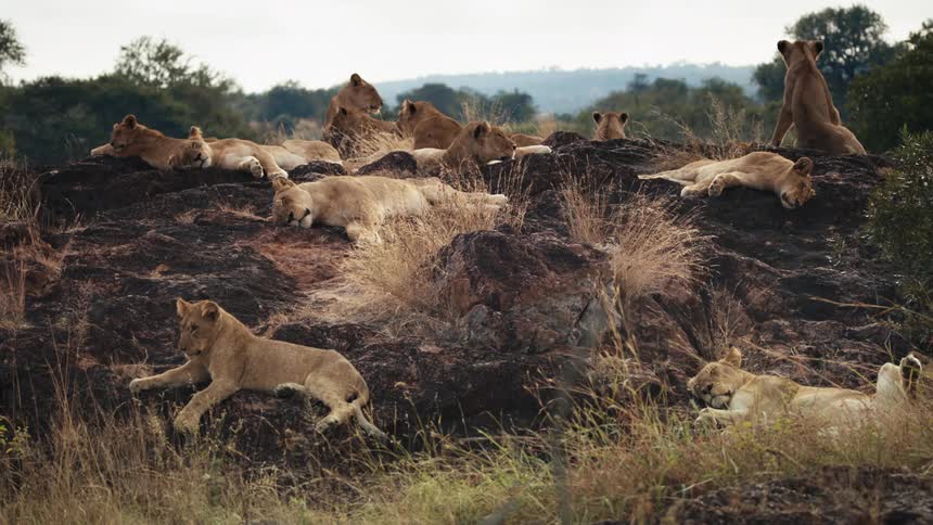 A pride of multiple lions rest and sleep atop a rocky area
