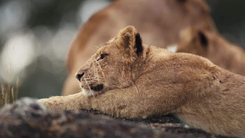 A lion cub rests on the rock
