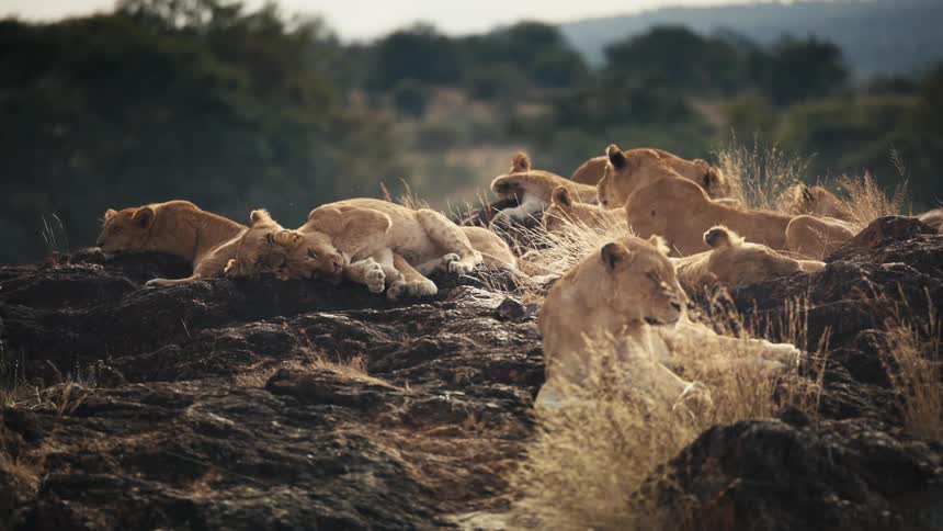 Group of lions lying on a rock in the jungle