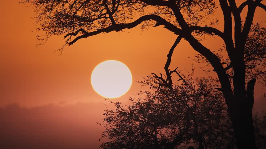 Sun shining brightly in an orange sky behind the silhouette of a tree