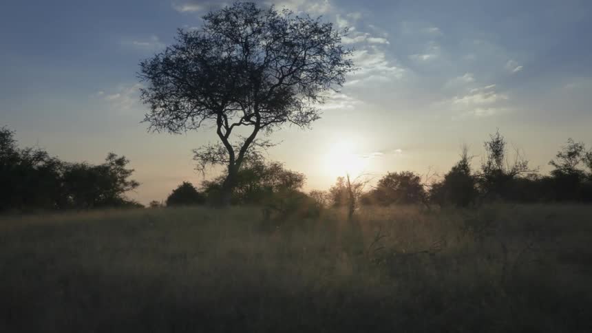 The sun is rising on the savanna