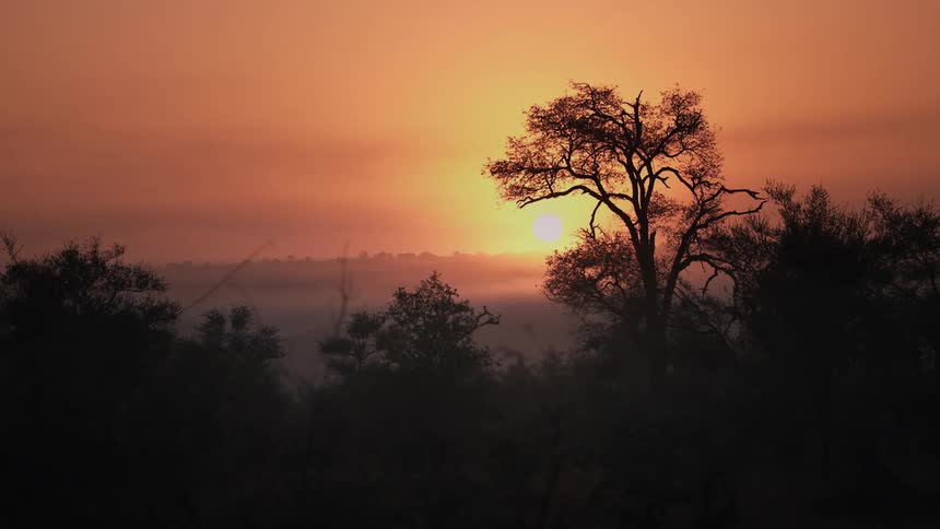 A silhouette of some trees in contrast with the sky with an orange sun at dusk