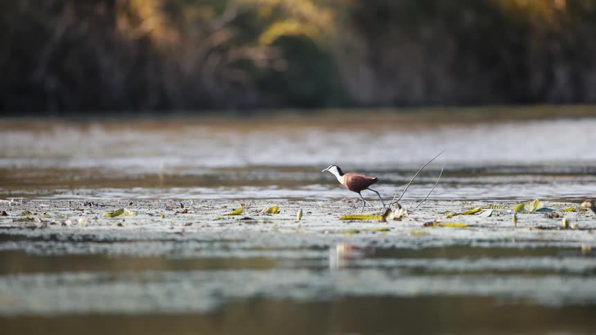 Small bird standing on a lily pad in a tranquil shallow water body