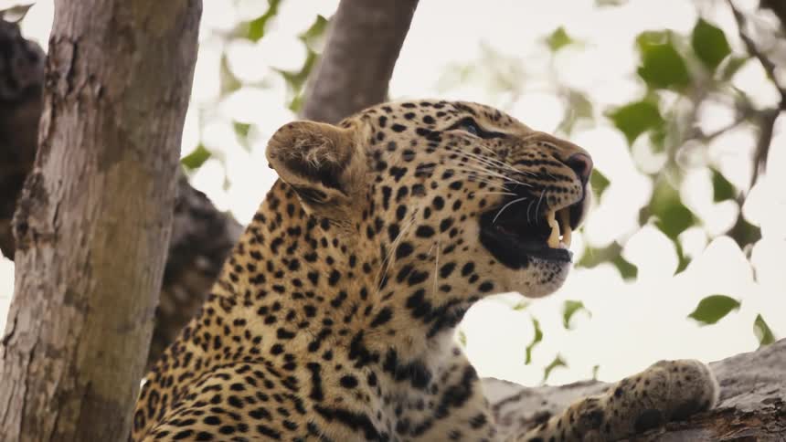 Leopard relaxing on a tree branch in a tree and yawning