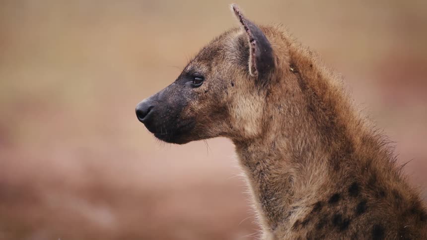 African wild dog