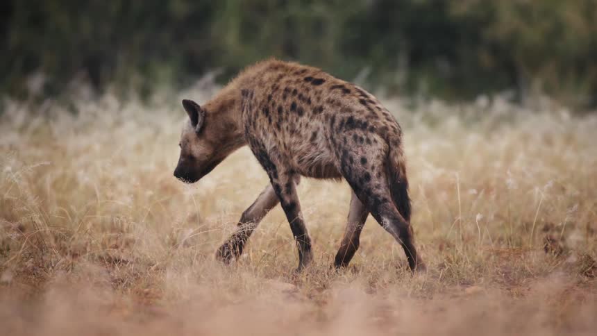 Hyena walking in the jungle