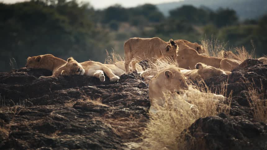 Group of lions resting on a rock formation in a savanna