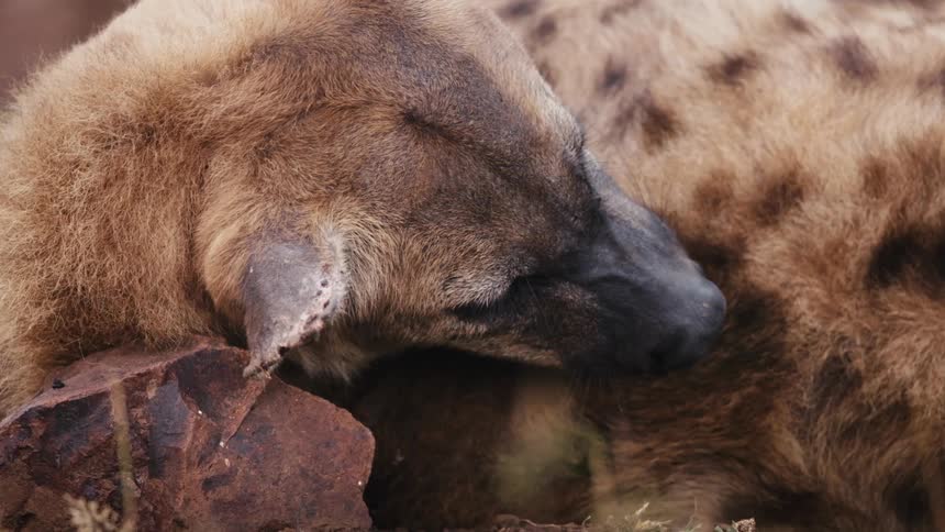 A spotted hyena is licking its fur as it lays on the ground