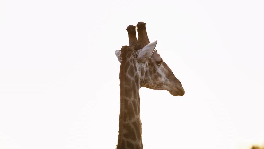 Profile of a giraffes long skinny neck as it looks off to the side then forward