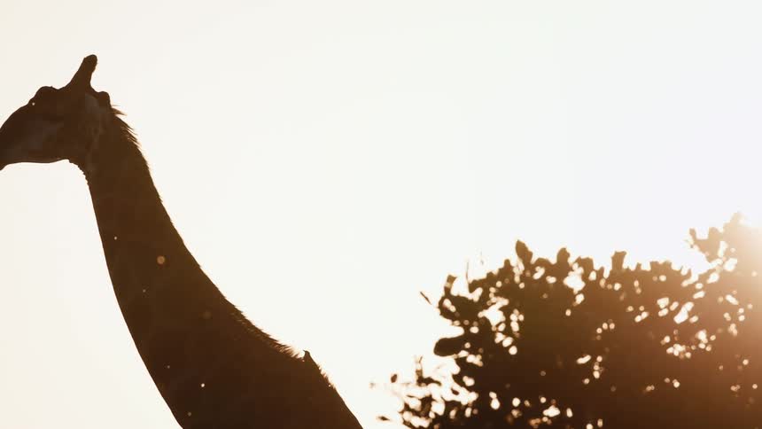 Giraffe walking through the jungle with a golden sun