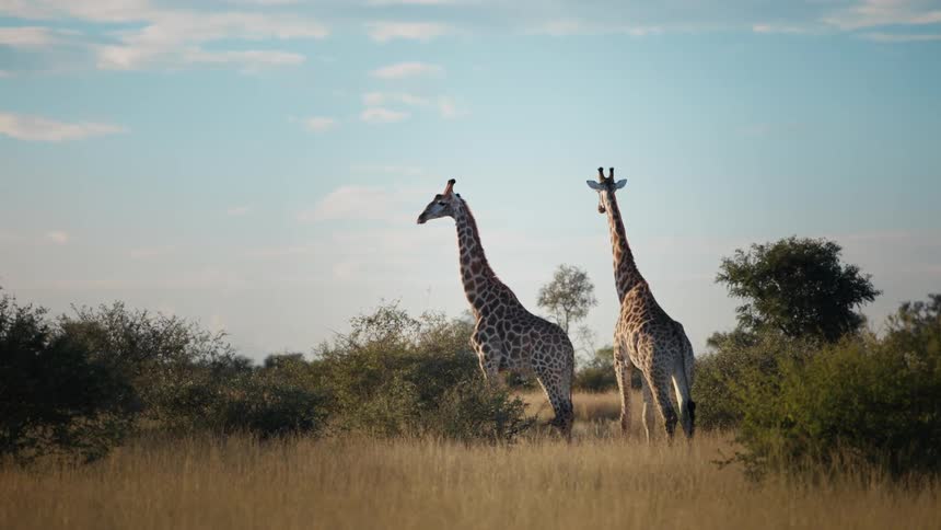 Pair of giraffes standing in a field surrounded by shrubs looking off to the distance
