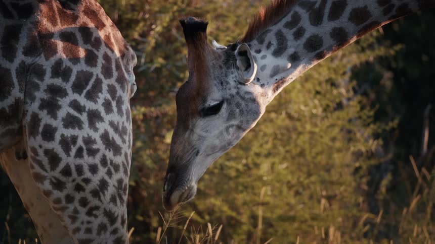Two giraffes stand outdoors among the tall grass