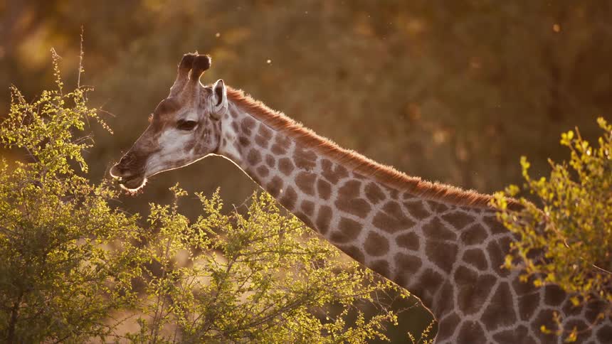 Giraffe standing on savanna browses on the leaves of a small tree