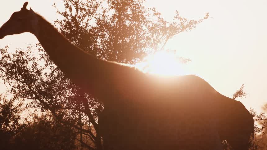 Sunset with the silhouette of trees in the background and giraffes feeding on leaves and walking