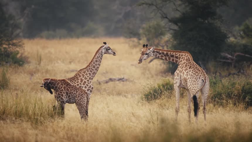 Three giraffes casually stand outdoors in a field of dry grass